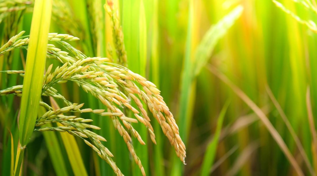 可持续二氧化硅由硅酸钠制成，原料来自稻壳灰，一种农业生产废料。